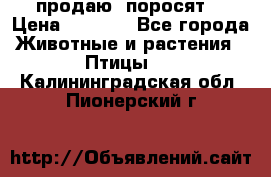 продаю  поросят  › Цена ­ 1 000 - Все города Животные и растения » Птицы   . Калининградская обл.,Пионерский г.